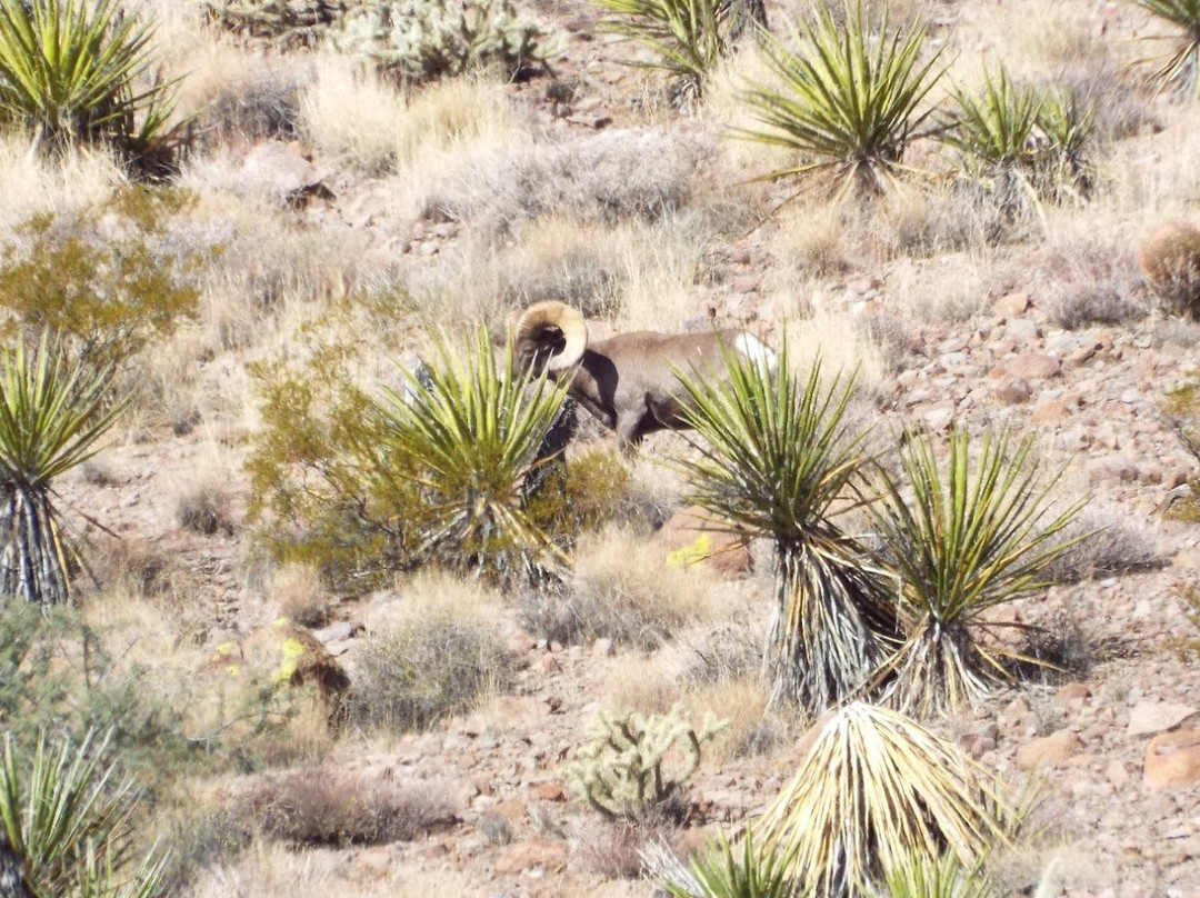 Castle Mountains National Monument-巴斯托必去景点