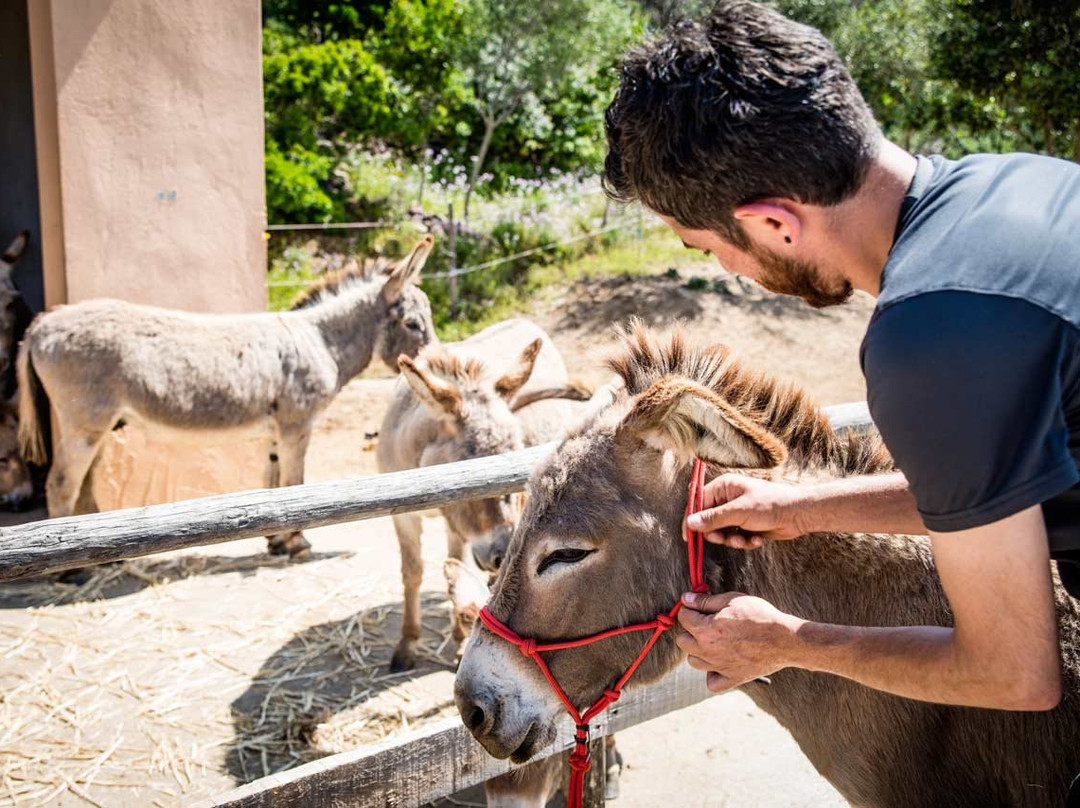 Do Donkey - Trekking con l'asino-Domus de Maria必去景点
