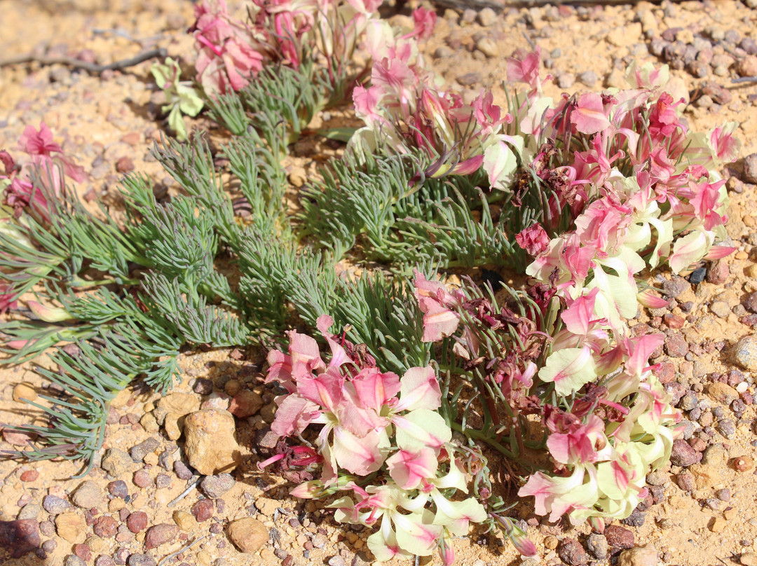 Go Ona Bus-珀斯必去景点