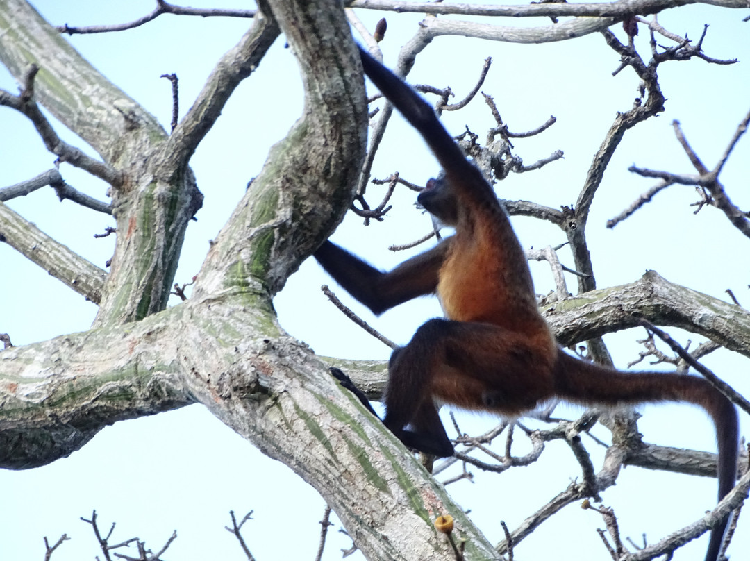 Beny Wilson Wildlife Observation Service景点图片