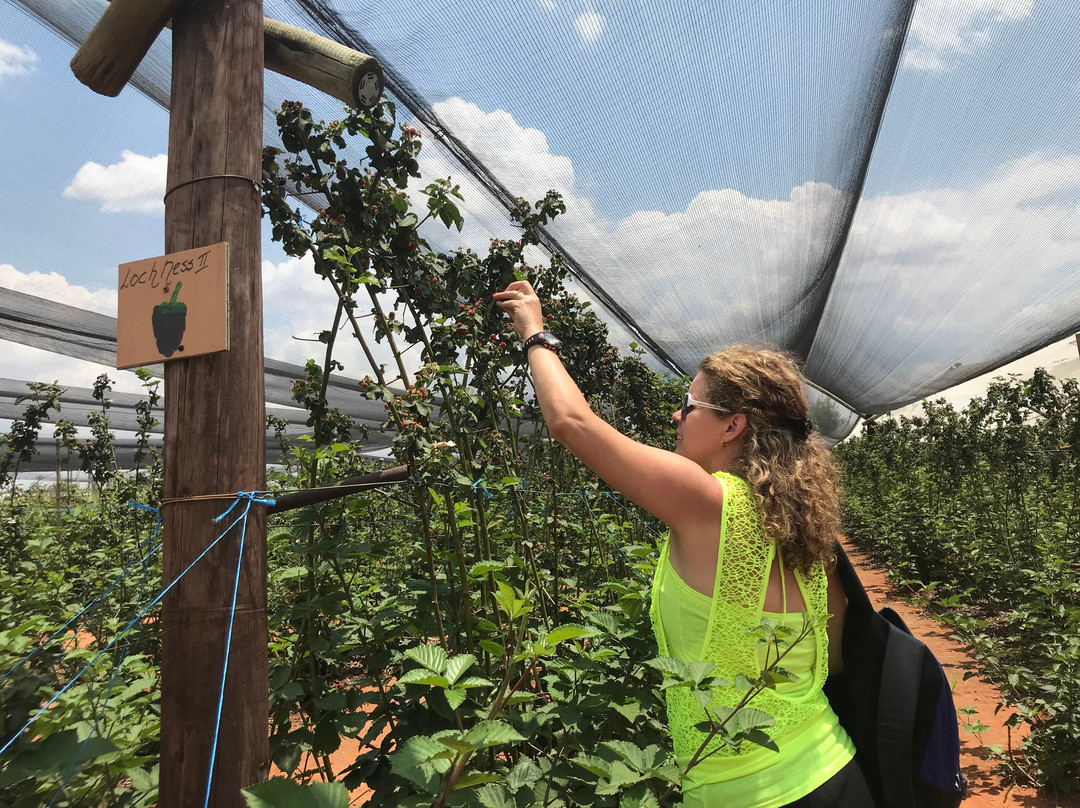 Bon-Af Berry Farm-Parys必去景点