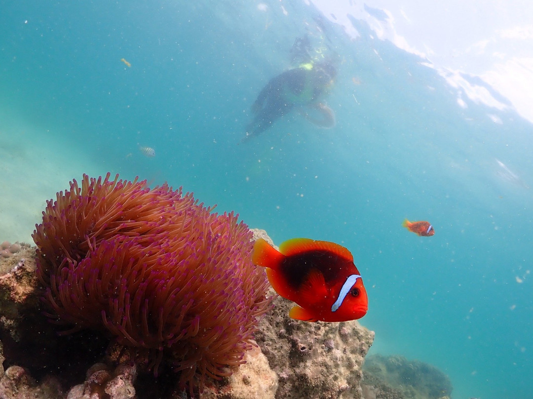 Samaesarn Snorkeling Trip景点图片