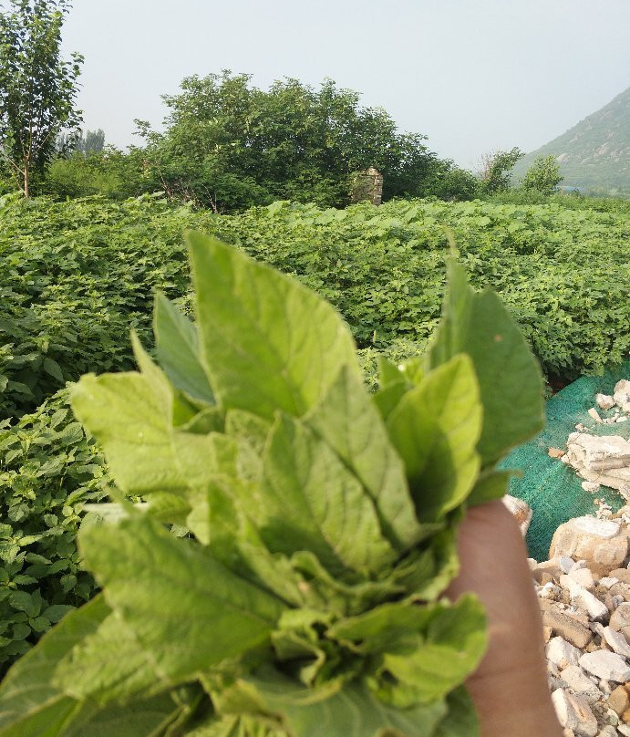 济南华山-济南市必去景点