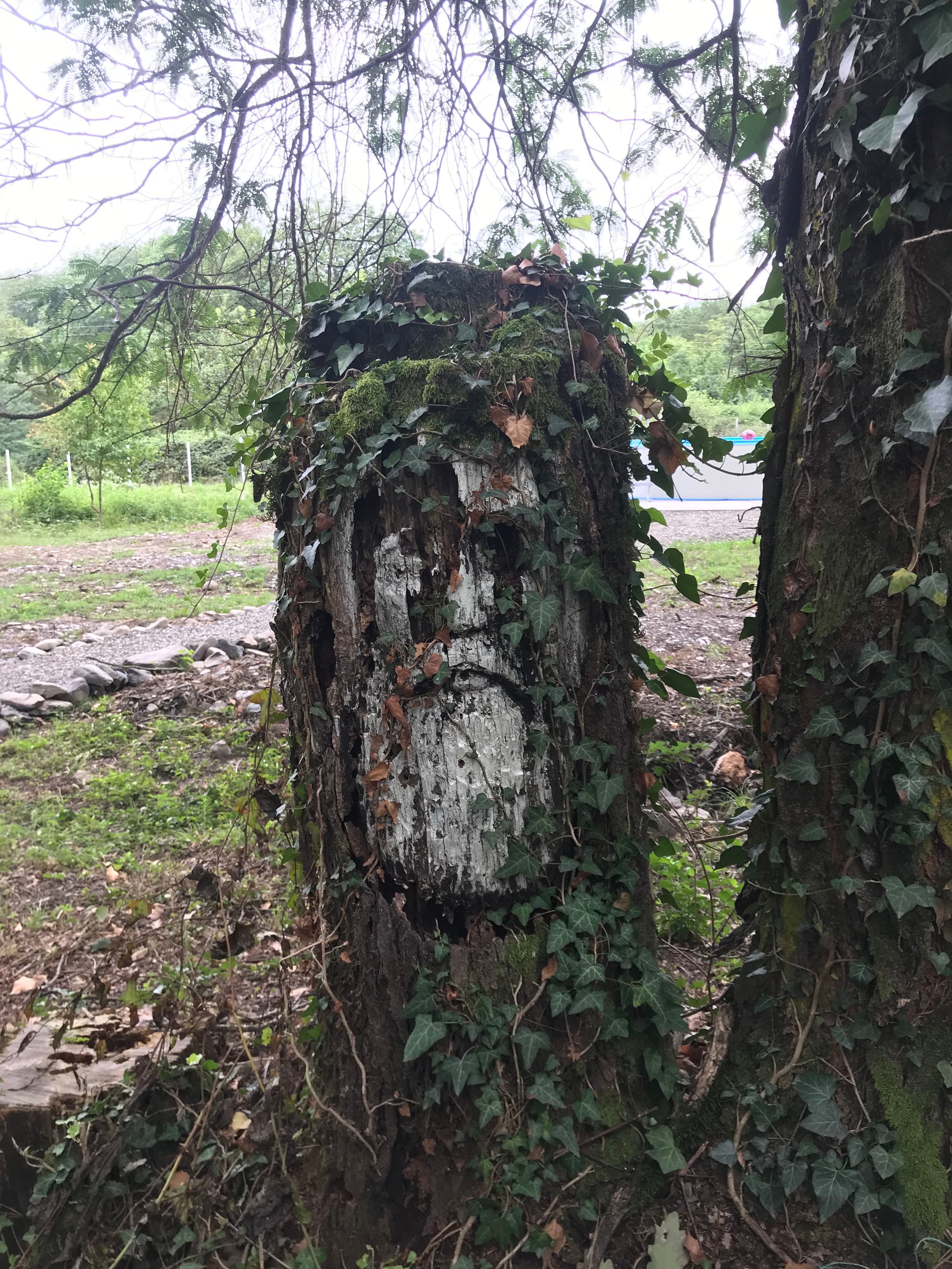Kvareli Oaks-官方