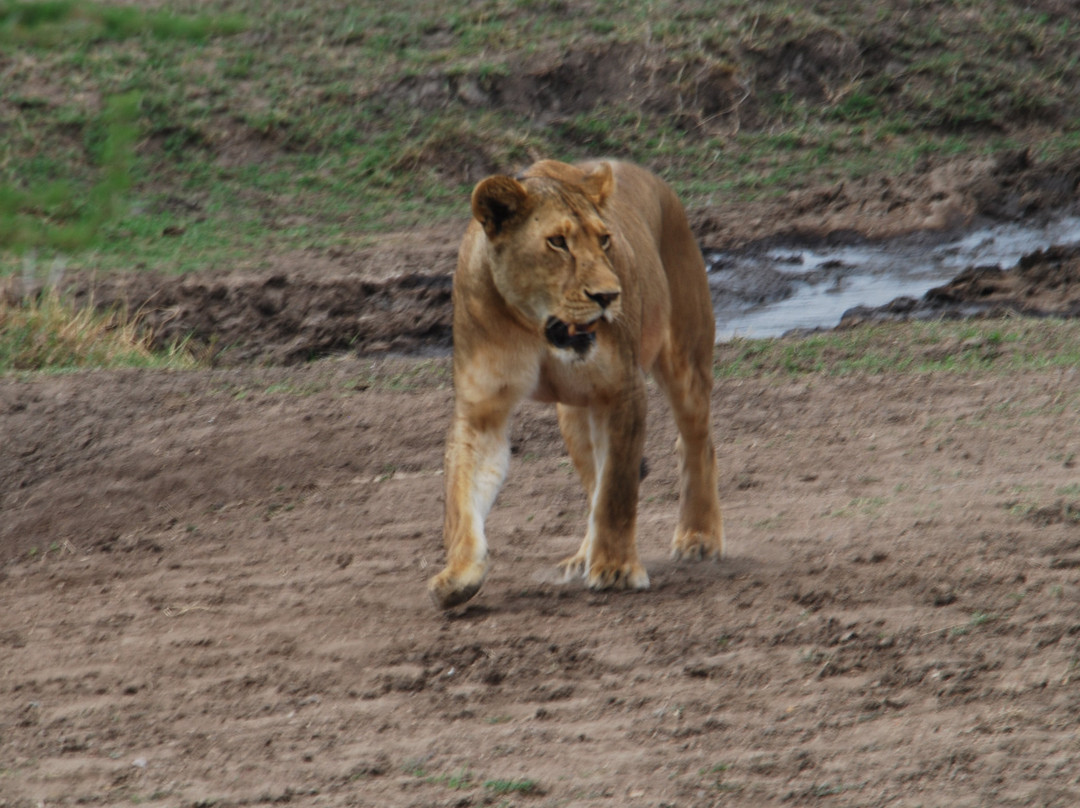 Wildlife Guides of Tanzania景点图片