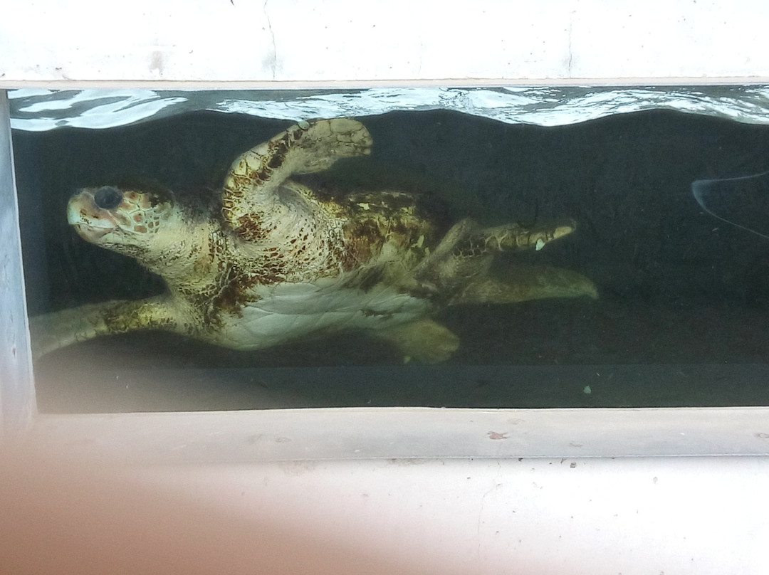埃尔普拉特德略夫雷加特旅游景点-CRAM Fundacion Para La Conservacion y Recuperacion de Animales Marinos