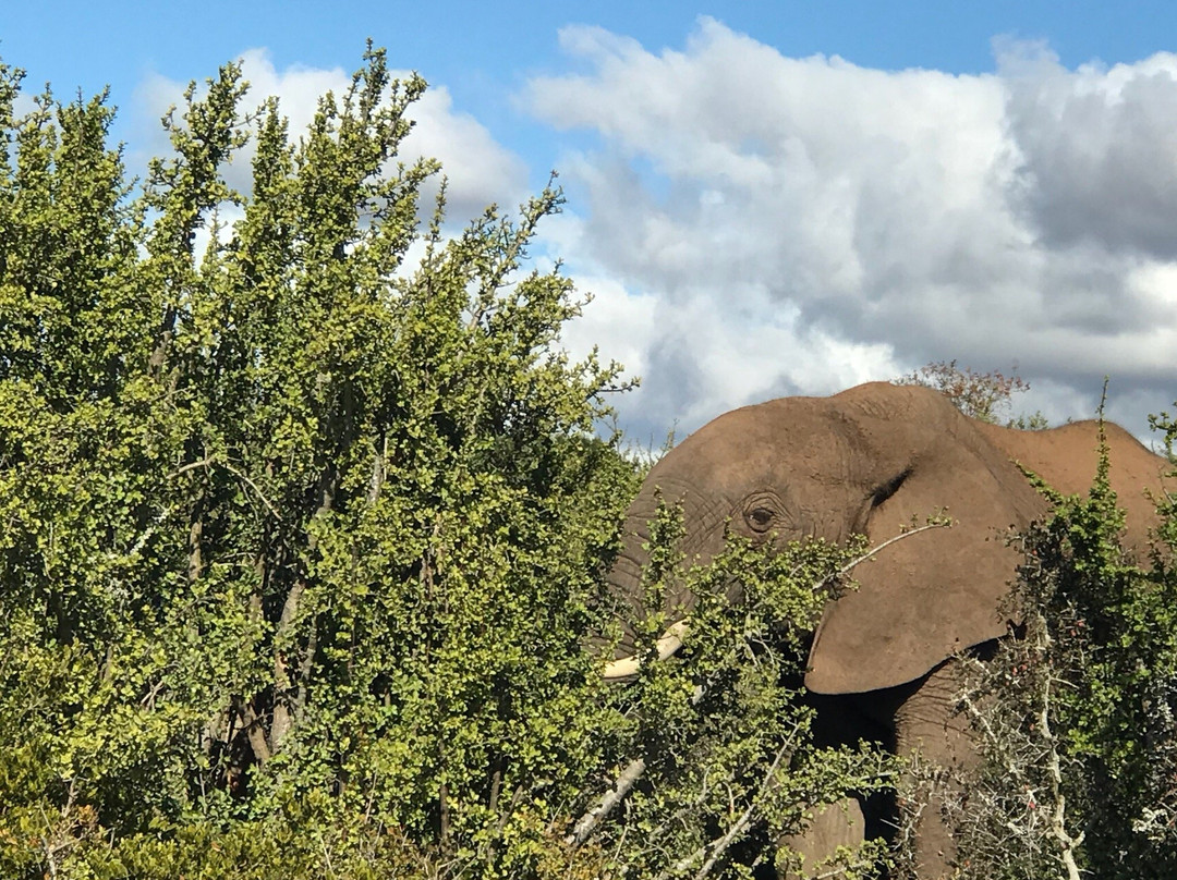 Royal Karoo Hunting Safaris