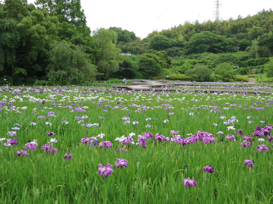 Yokosuka City Iris Flower Garden景点图片