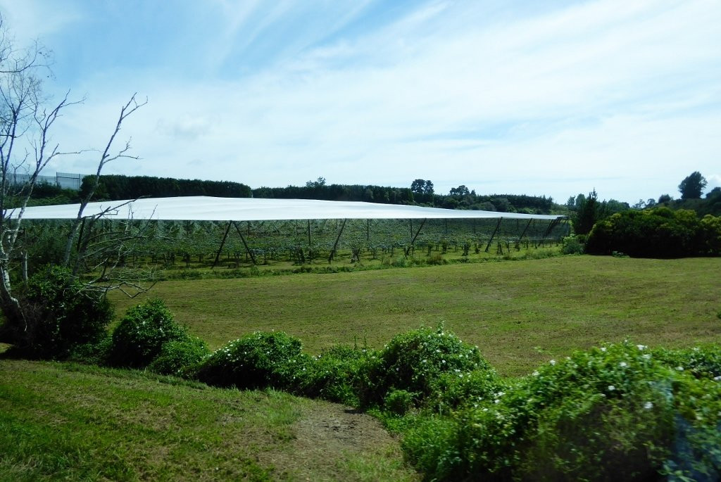 Kiwifruit Country Tours景点图片