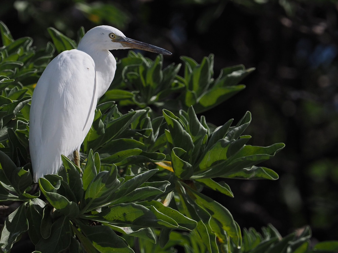 Lady Elliott Island Eco Resort-Runaway Bay必去景点