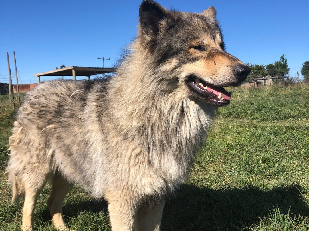 Huskyromi Wolf Sanctuary-伯利恒必去景点