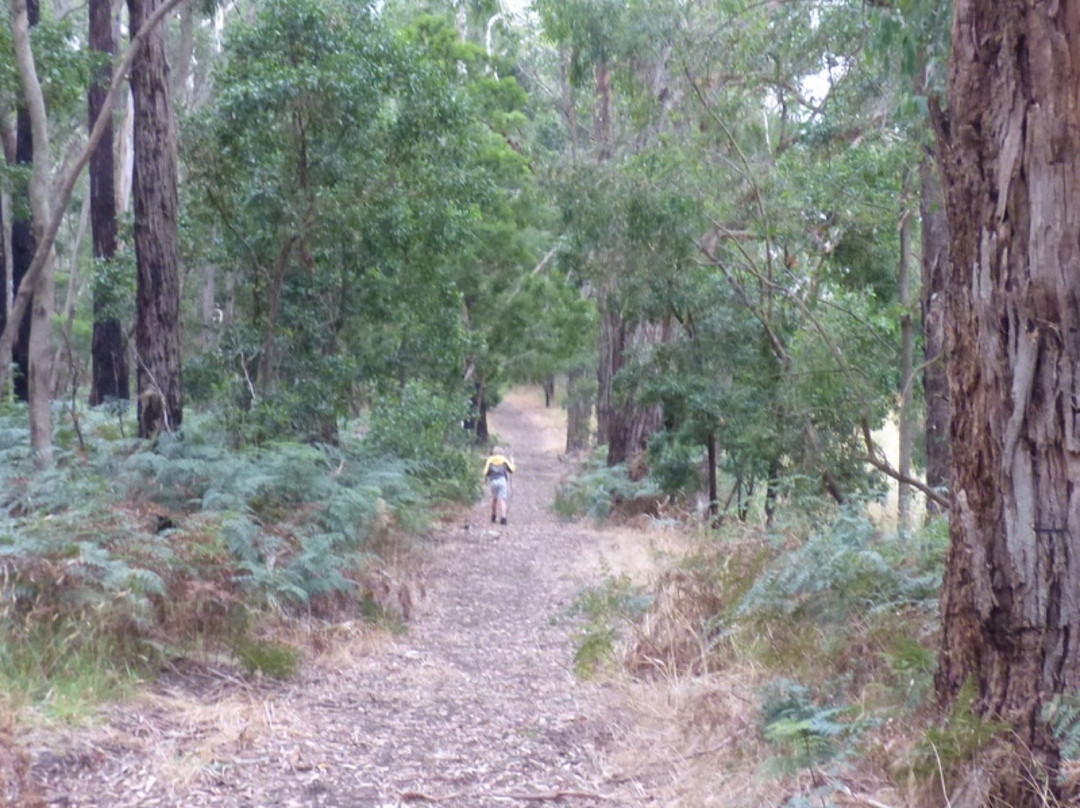 Barongarook Conservation Reserve-科拉克必去景点