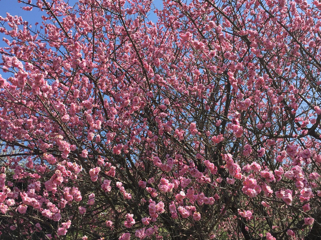 Ushinoo Shrine-小城市必去景点