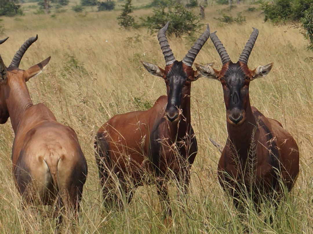 ATP Tours-坎帕拉必去景点