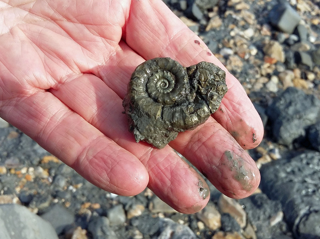 Jurassic Coast Guides景点图片