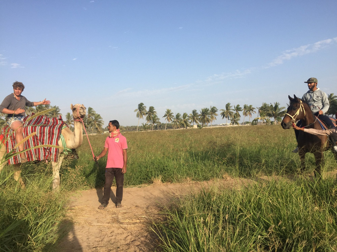 Salalah Horse Riding-塞拉莱必去景点