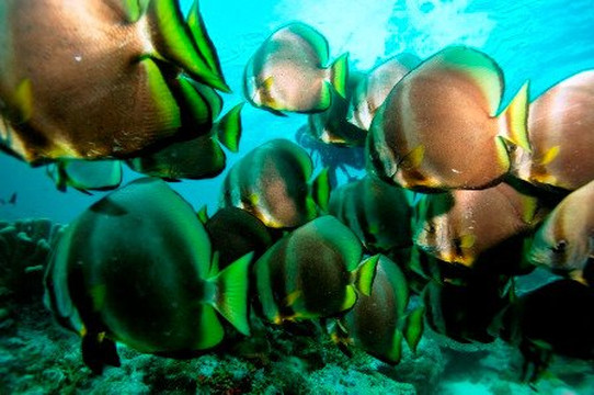 DJL Diving Koh Lipe-丽贝岛必去景点