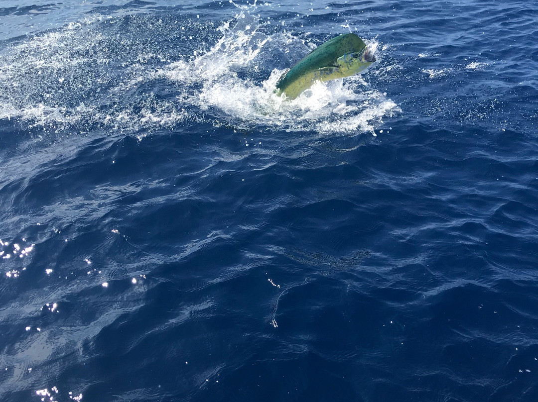 Straight Up Sportfishing景点图片