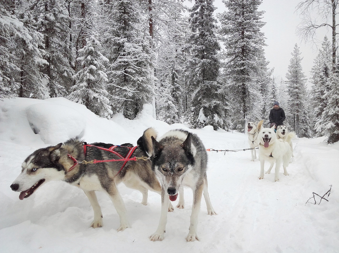 Soulmate Huskies