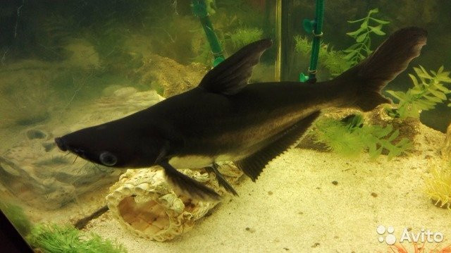 Oceanarium-Olginka必去景点