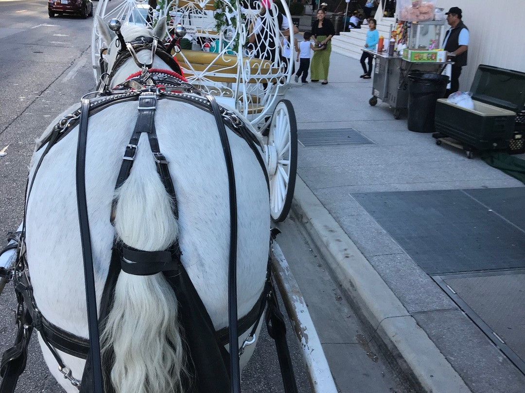 Northstar Carriage-达拉斯必去景点