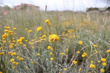 Iramoo Wildflower Grassland Reserve景点图片