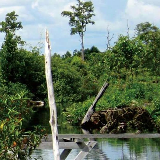 Kalimantan旅游景点-Sebangau National Park Central Kalimantan