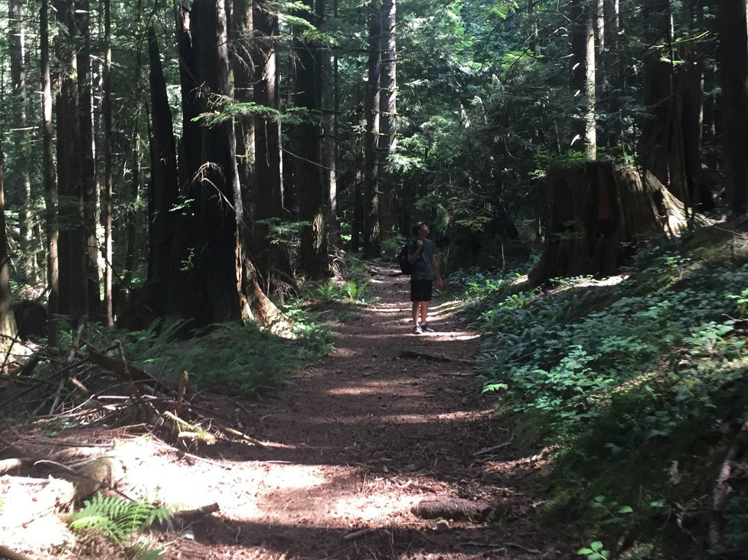 Woodland Walk Trail景点图片