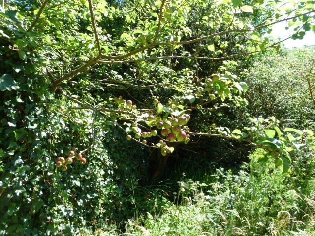 Glanleam House & Subtropical Gardens-Valentia Island必去景点