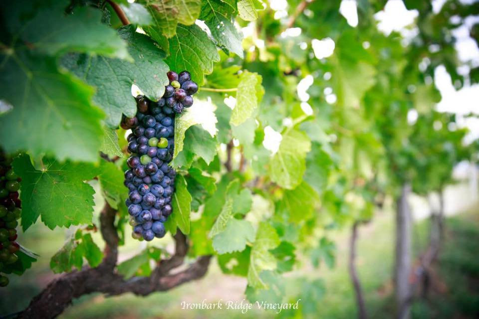 Ironbark Ridge Vineyard景点图片