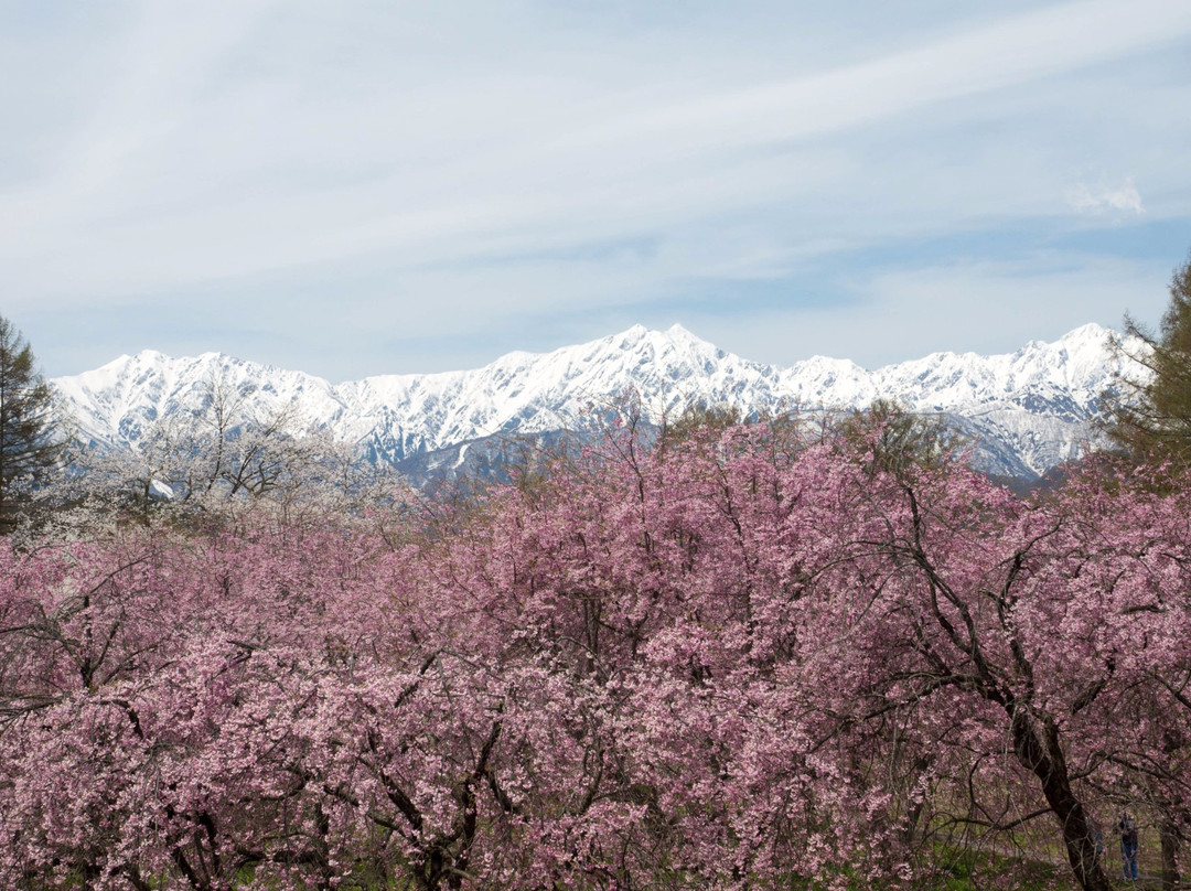 Bandokoro to Tateya Sakura