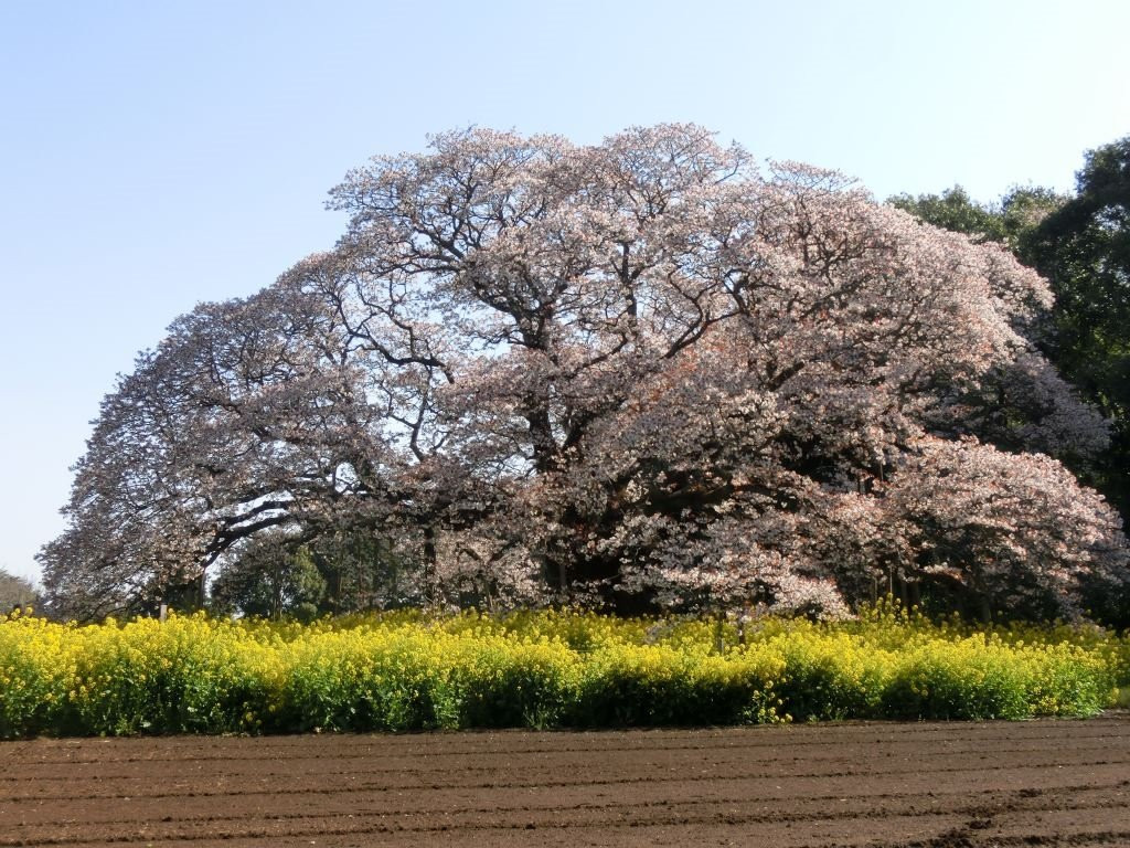 Yoshitaka no Ozakura-印西市必去景点