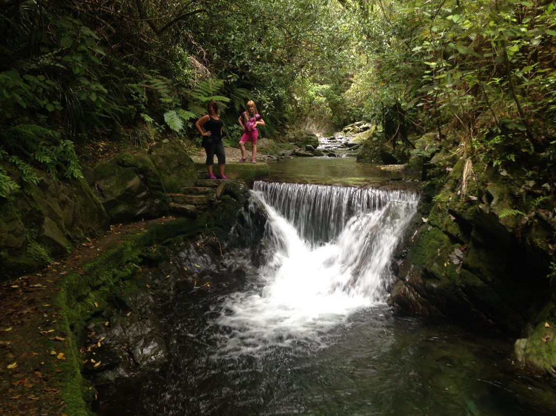 Brook Waimārama Sanctuary景点图片