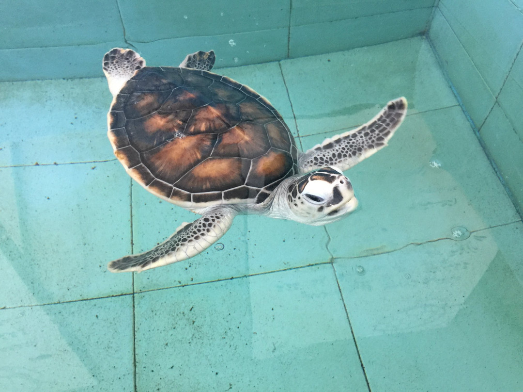 Tiny Island Marine Conservation Centre-拉薇亚妮环礁必去景点