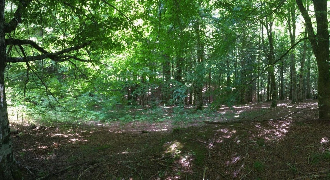 Quinto Real Forest-Eugi必去景点