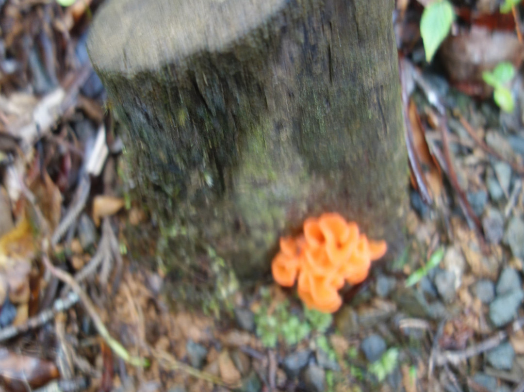 Waisali Rainforest Reserve-萨武萨武必去景点