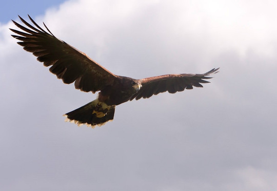 Hawkwise Falconry-Swepstone必去景点