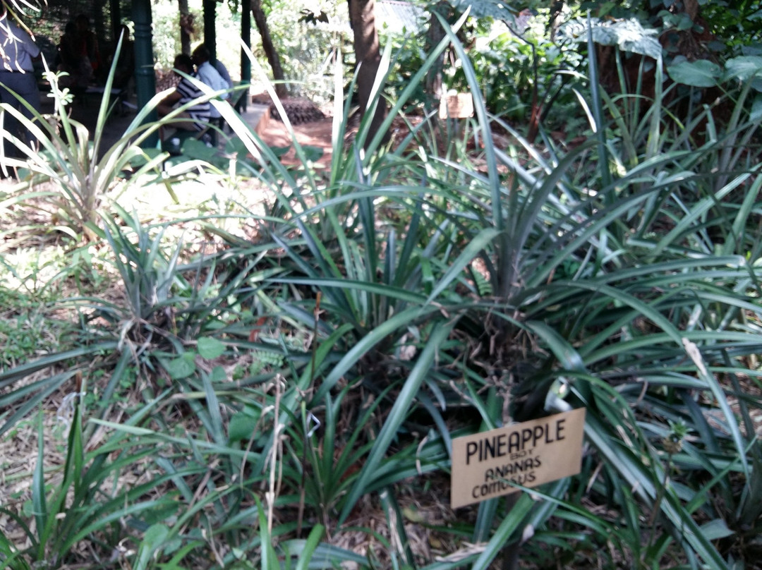 Green Land Spice Garden-康提必去景点