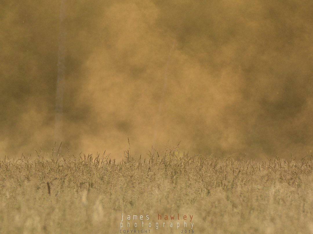 Perth Wildlife Reserve景点图片