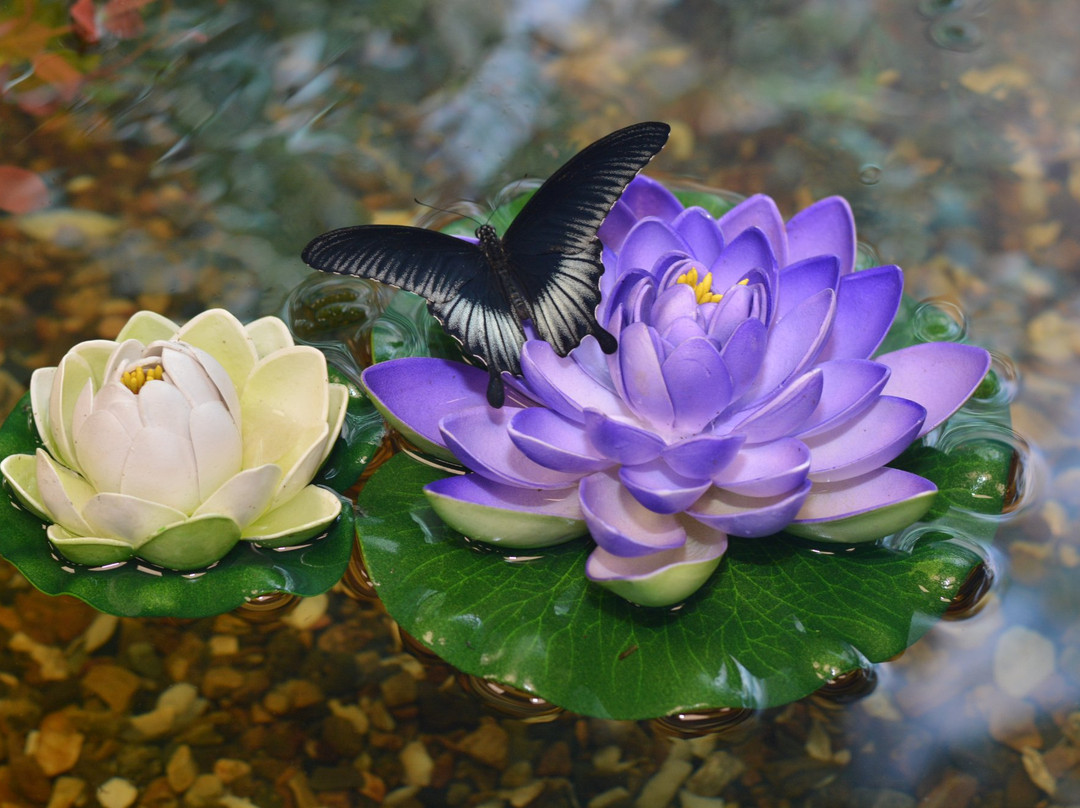 Butterfly House Vostorg-海参崴必去景点
