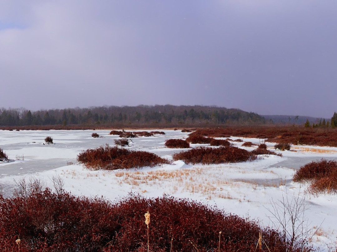 Black Moshannon State Park景点图片