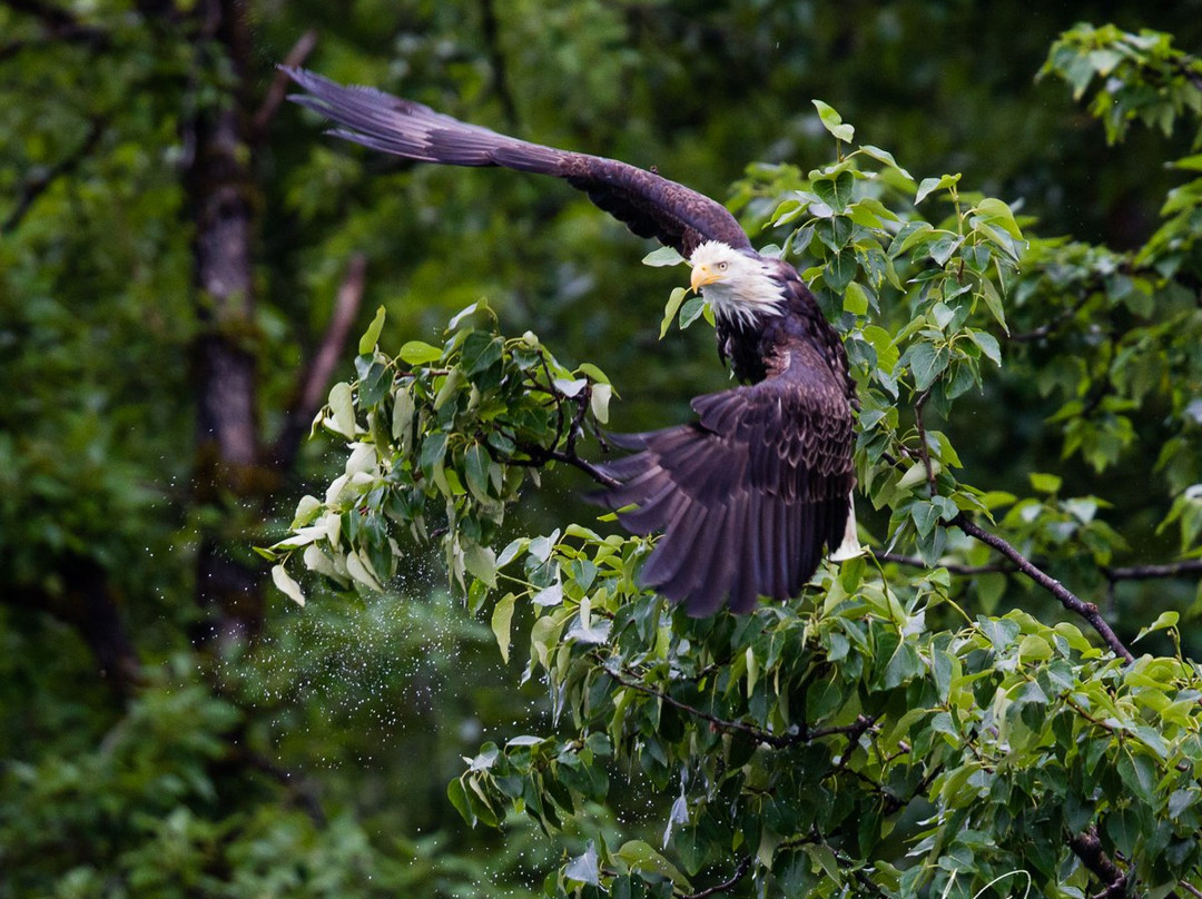 Glacier Bay Photo Tours-古斯塔夫斯必去景点