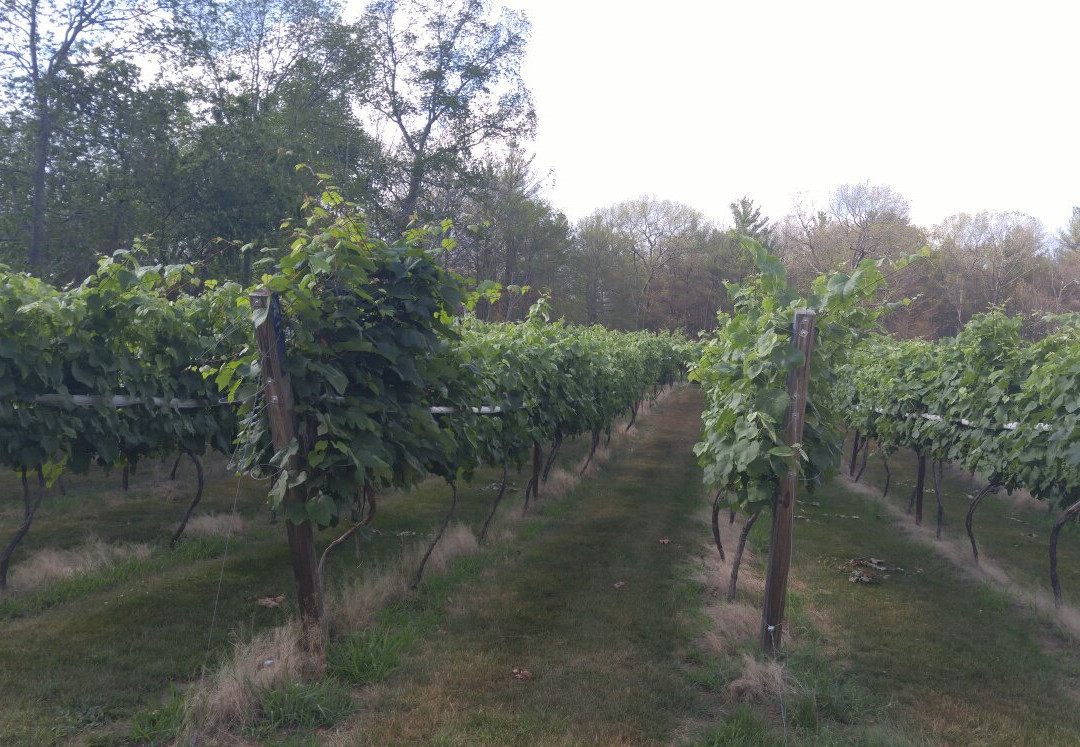 Nickle Creek Vineyard-Foster必去景点