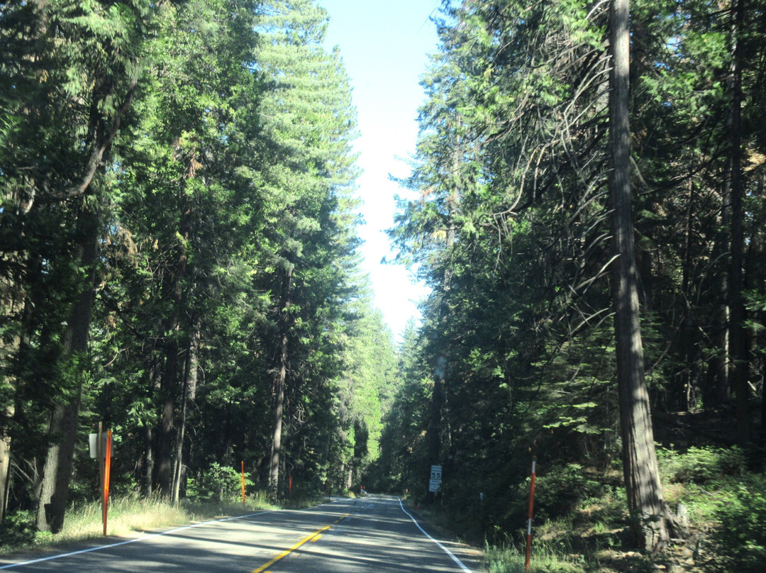 Sierra National Forest景点图片