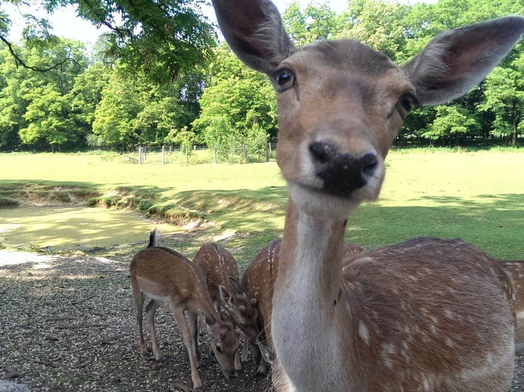 Wildpark Frankfurt景点图片