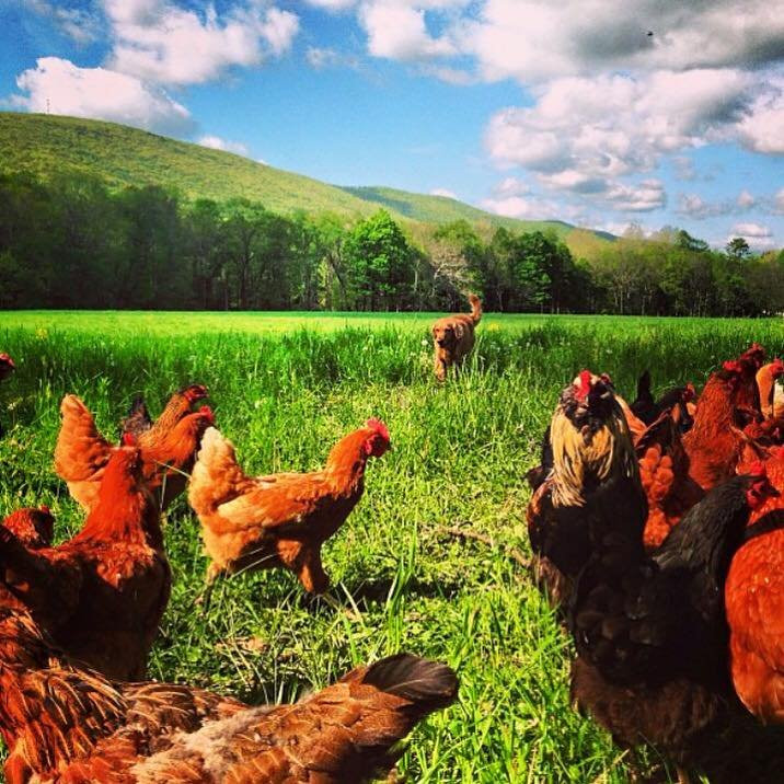 Forks Farm景点图片
