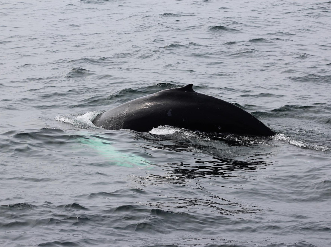 Provincetown Whale Watch-普罗温斯敦必去景点