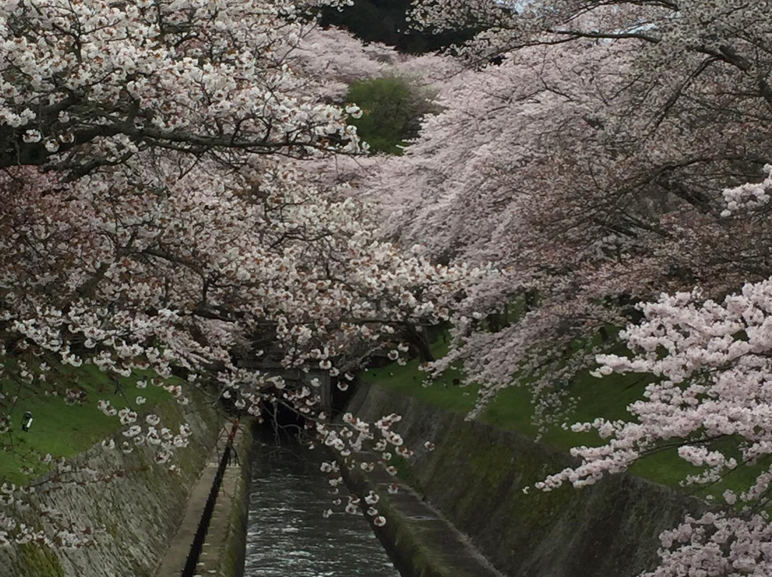 Lake Biwa Sosui-no Sakura景点图片
