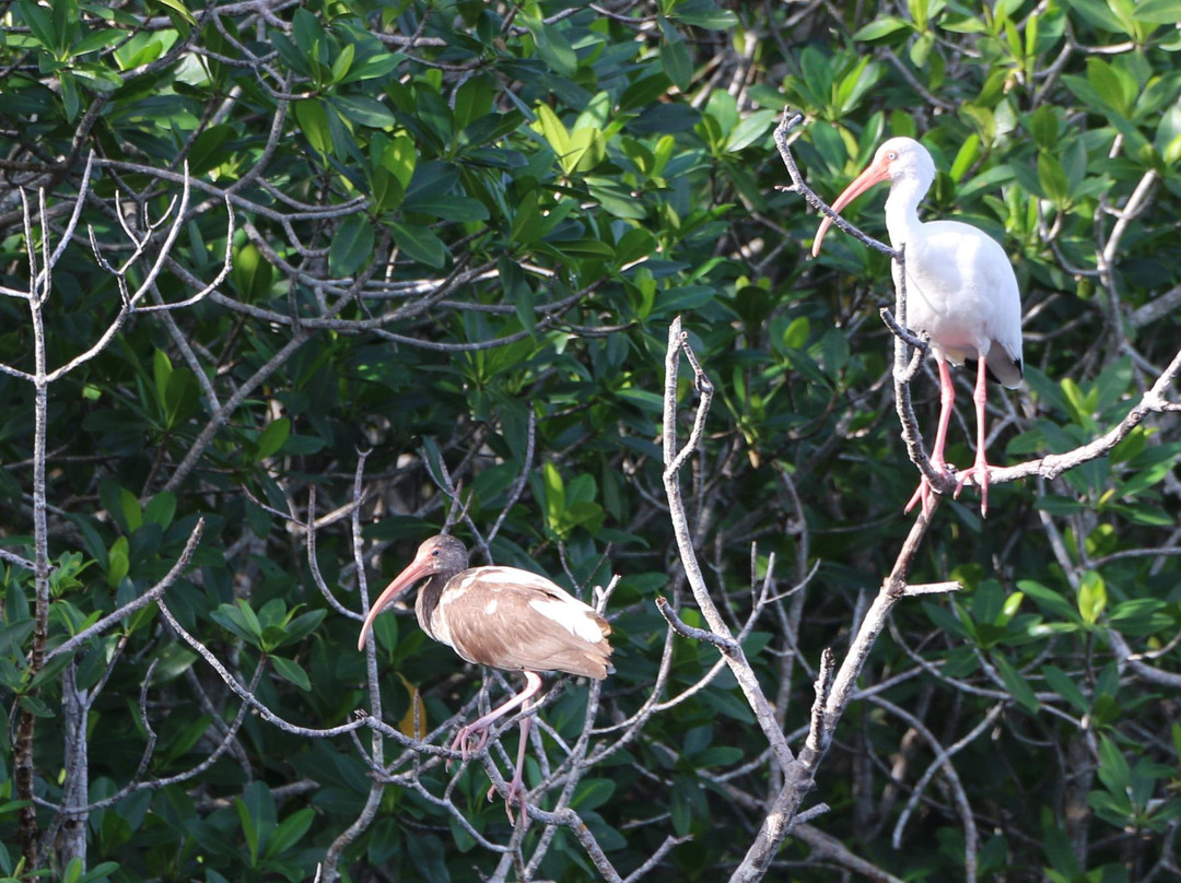 Buttonwood Canal-大沼泽国家公园必去景点