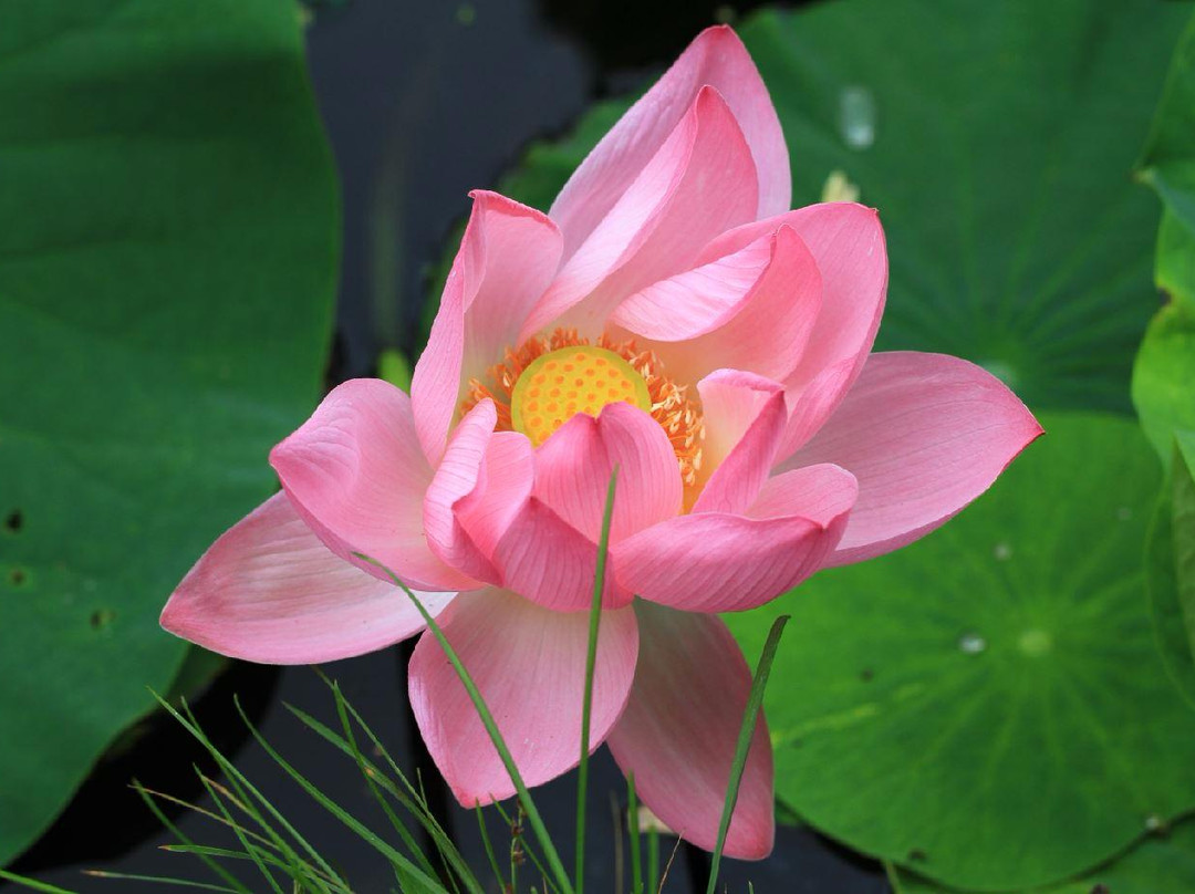 Lotus Lake-海参崴必去景点